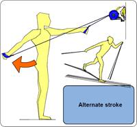 Ercolina Alternate Stroke